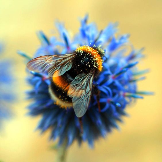 خواص نیش زنبور عسل