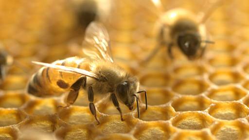 نیش زنبور عسل برای بدن