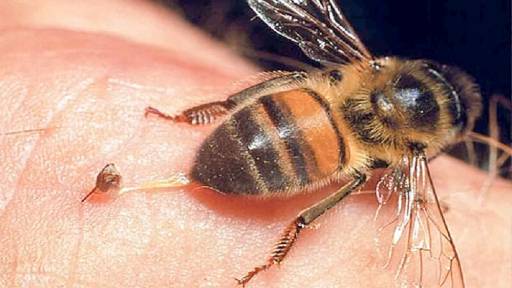 خاصیت نیش زنبور عسل 